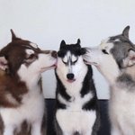 <b>허스키</b>는 생긴거랑 다른 댕청미가 정말 귀여워요