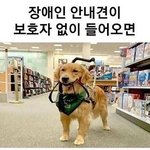 안내견이 보호자 없이 다가온<b>다면</b>