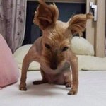[댓글부탁해] <b>올영</b> 향수 ㅊㅊ해주삼