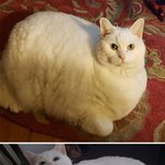 다이어트, 나도 성공할 수 있다!!