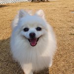 [강아지] 내 반려견 이야기