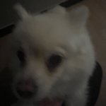 엄마 몰래 <b>닭발</b> 먹기 후..