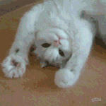 <b>한파</b>??