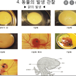 닭 발생 <b>실험</b> 아는 사암….