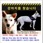 [찾아주세요] (긴급)잃어버린 강아지를 찾습니다