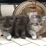[댓글부탁해] 줴발 고양이 골라주라 !!!!!!!!!!!!!!!...