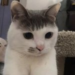 [댓글부탁해] <b>일본</b> 밴드 노래 잘 아는 <b>사람</b> ㅠㅠ