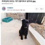 집에 모르는 개가 들어와서 <b>살아요</b>