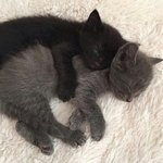 나 강한 불안형 <b>애착</b>유형인데 질문받음