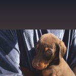 [모두드루와] 방탄 정국 강아지 애기 <b>시절</b> 보고 가!!