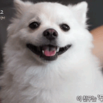 <b>두유</b>