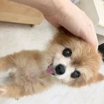 <b>황금</b>이