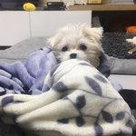강아지 <b>애기때</b>도 보구가