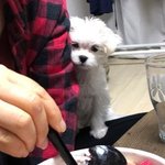 <b>빙수</b> 먹고싶은 햇님이