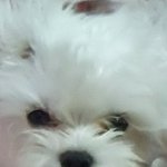 우리집 <b>처키</b> 보고가