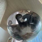 [고양이] 우리집 귀염둥이 코숏 자랑하고 싶어요 2-4