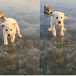 돌덩이에 꽁꽁 묶여 언 강에 버려진 새끼 강아지…“젖은 채 울고...