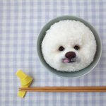 동글동글 찹쌀떡 닮은 <b>양모</b> 인형