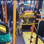 버스 기사님이 맹인견에게 왜 입마개 안했냐고 막 <b>면박</b> 주셨습니다.