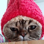 [고양이] 곰이와 <b>여우</b> 일상6
