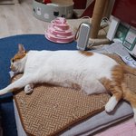 나의 동거묘 <b>도칠</b>이 2022년 새해