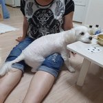 [강아지] 왕<b>티즈</b> 우리 애기 입니당