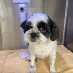 김포 <b>펫샵</b> 에서 분양받았는데 이야기 좀 들어줘