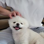 [강아지] 우리집 <b>반려</b>견 뽐이애오