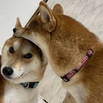 [댓글부탁해] <b>복근</b> <b>운동</b> 일주일 째인데 배 원래 아픈거야?