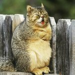 전부 고양이 얼굴로 <b>변해</b>버렸어요!