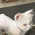 [고양이] 다른사람이 자랑한거보고 따라자랑하기