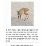 우리나라에서 한 해에 20만 마리씩 죽어 나가는 동물