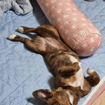 [강아지] 내이름은이태식5