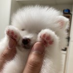 2살 귀여운 <b>찐빵</b>이 보고가세요~힐링힐링!