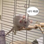 백신 안맞는 애들 안 맞은 이유가 머임??