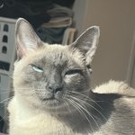 +우리집 고양이 ㅈㄴ <b>미묘</b>라서 미치겠어