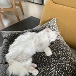 [고양이] 고양이키우시는분들 모래