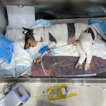 [강아지] 병원에서 퇴원을 못하고 있는 강아지...