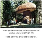 세계에서 가장 큰 생명체 ㄷㄷ