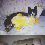 애착인형은 그대론데 몸만 큰 <b>귀요미들</b>