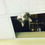 집사들 집에는 꼭 있다는 <b>CCTV</b>