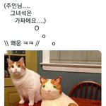 주인님 그 녀석은 <b>가짜</b>에요