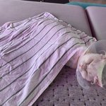 [고양이] 다른사람이 자랑한거보고 따라자랑하기2