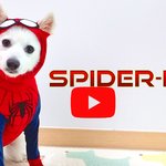 <b>NEW</b> 스파이더 강아지의 탄생 | 부제 : 스파이더맨이 된 강아지