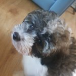 속눈썹이 매력인 우리집 껌<b>딱지</b> 댕댕이