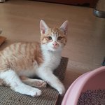 나도 우리 냥이 자랑❣❣❣