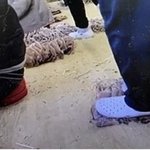 "건조 오징어 운동화 발로 밟아 <b>작업</b>" 영상 공개…누리꾼 논란