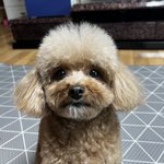 [더보이즈] 우리 강아지 <b>미용</b>했는데