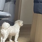 하..<b>관</b><b>종</b>강아지