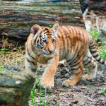 <b>임</b>인년에 안타까운 아기 호랑이 사망